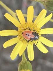 Melanopleurus bicolor