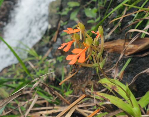 Habenaria rhodocheila, 2026-08-30