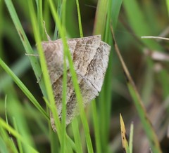 Isturgia catalaunaria