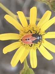 Melanopleurus bicolor