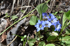 Gentiana zollingeri