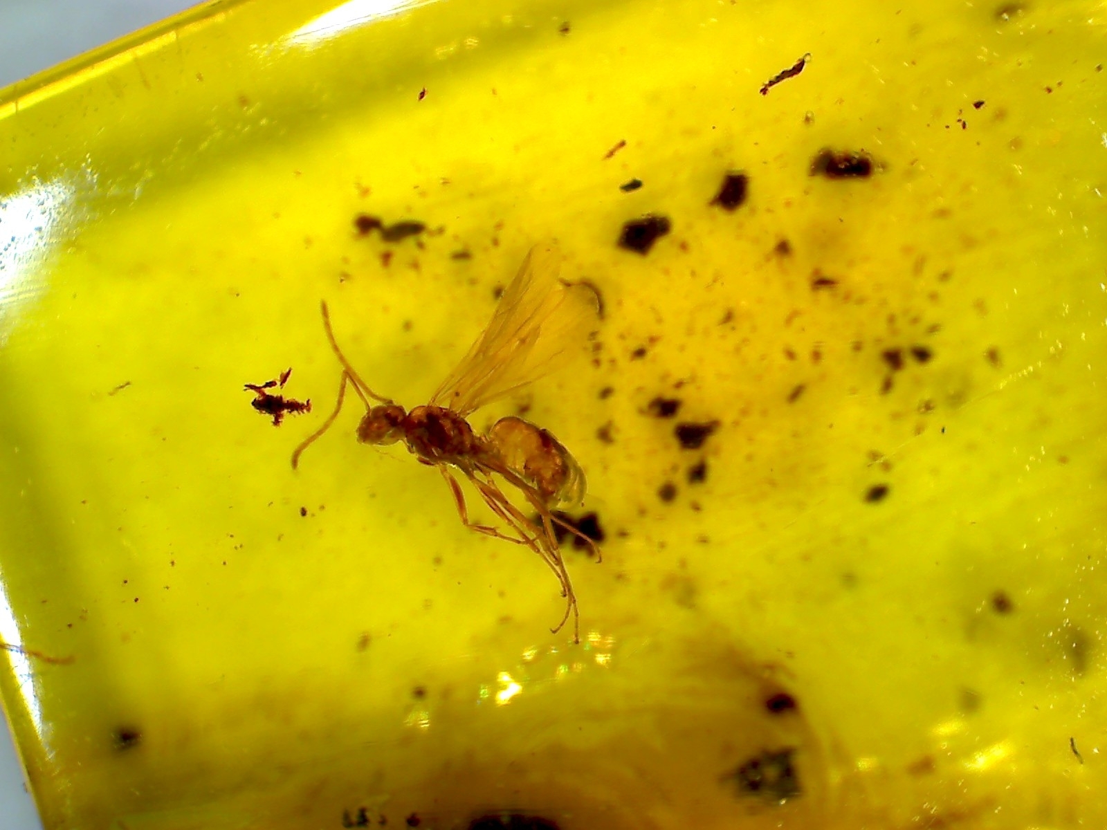 Prenolepis henschei