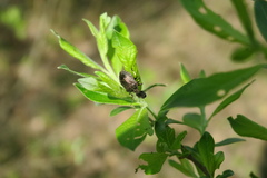 Rhacognathus punctatus