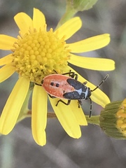 Melanopleurus bicolor