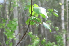 Acalitus longisetosus