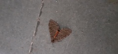 Lepidoptera