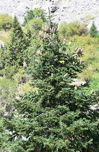 Abies cilicica
