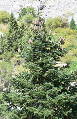 Abies cilicica