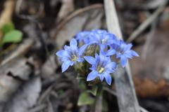 Gentiana zollingeri