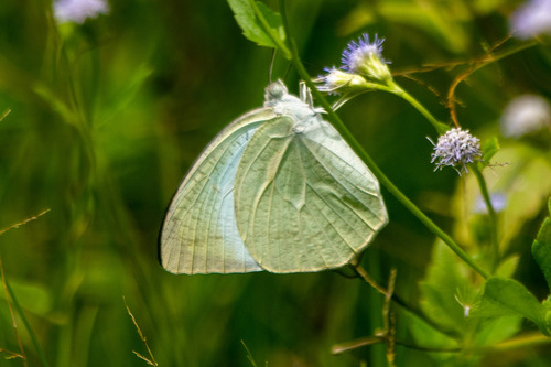 Mottled Emigrant