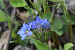 Gentiana zollingeri