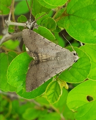 Lepidoptera