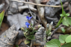 Gentiana zollingeri