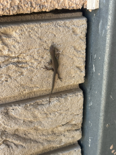 Sand Lizard