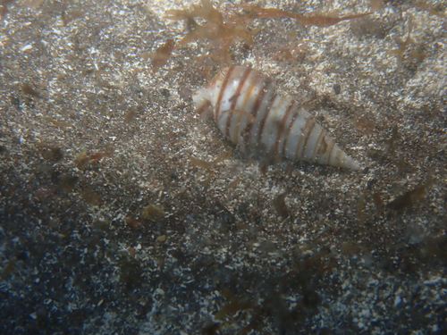 Pyramidella dolabrata observed 2026-08-29