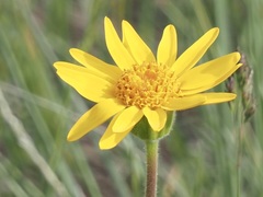 Arnica fulgens