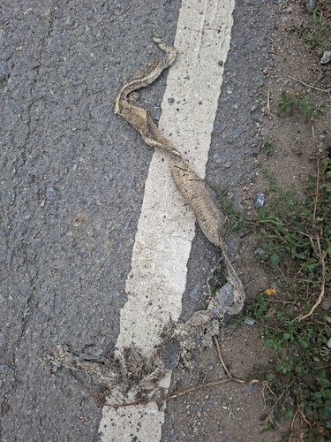 Indo-Chinese Rat Snake