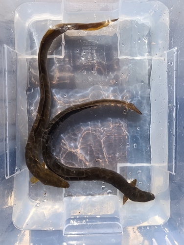European Eel