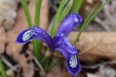 Iris uniflora