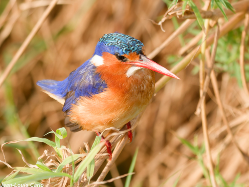 iNaturalist: (c) Carlo, some rights reserved (CC BY-NC), uploaded by Carlo iNaturalist image