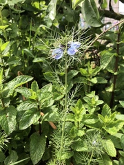 Nigella
