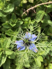 Nigella