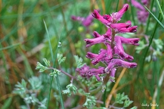 Fumaria officinalis officinalis