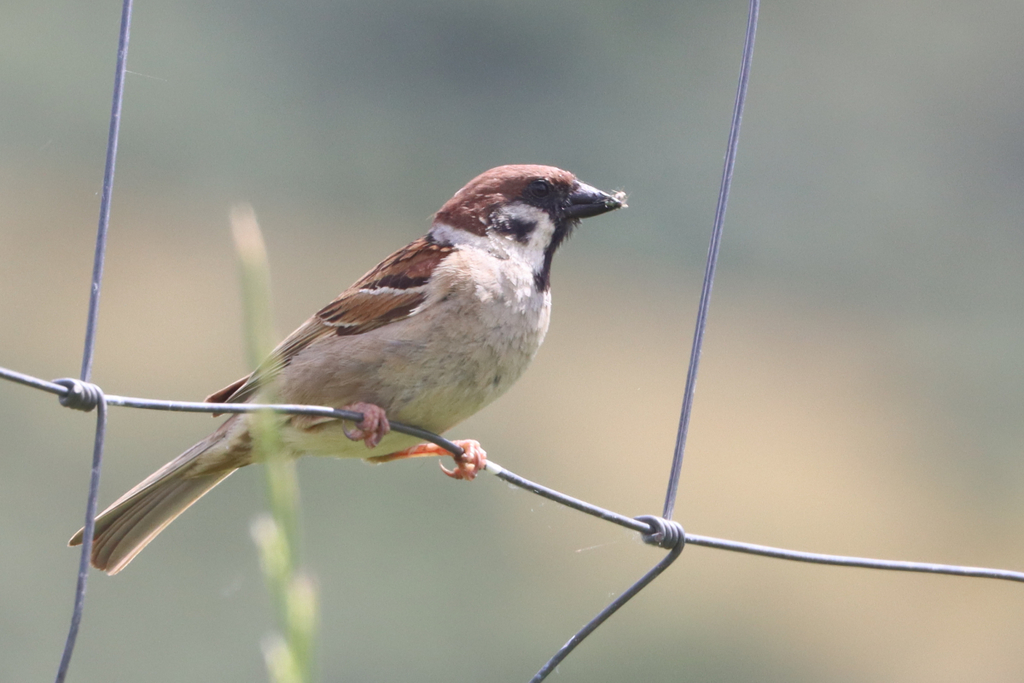 참새 from Torre de Moncorvo, 5160, Portugal on 2020년 05월... (월) at 01:46 오후 by naturpel · iNaturalist 참새 (Passer montanus)