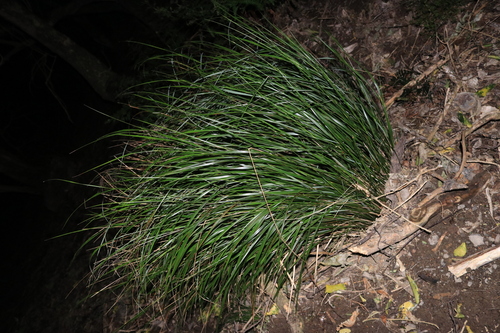 Anemanthele lessoniana, 2026-08-29