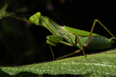 Rhombodera taprobanae