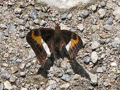 Adelpha corcyra collina