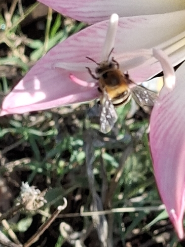 Four-striped Digger Bee