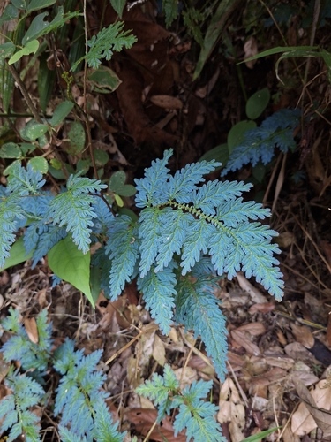 Selaginella willdenowii observed 2026-08-30