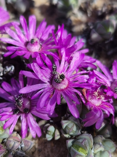 Antimima prostrata