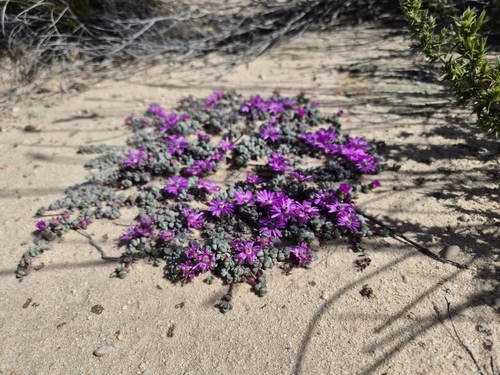 Antimima prostrata