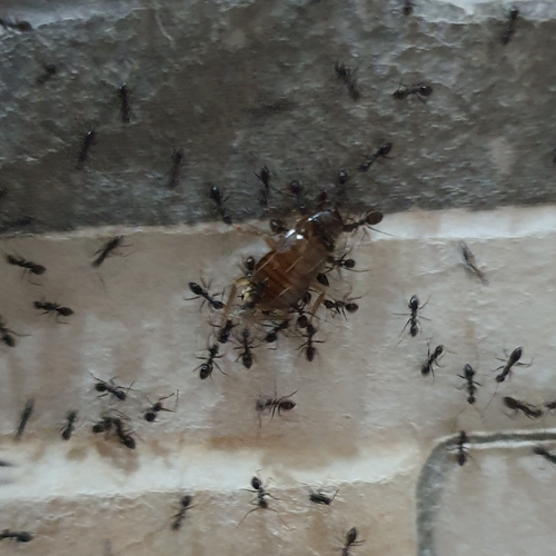 Longhorn Crazy Ant
