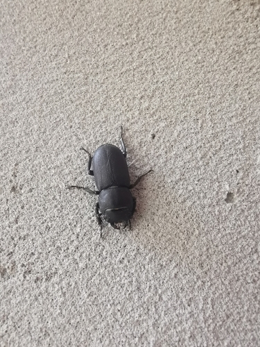 Lesser Stag Beetle