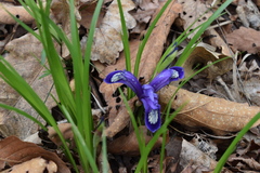 Iris uniflora