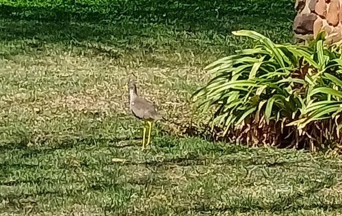 iNaturalist image