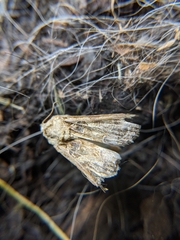 Noctuidae