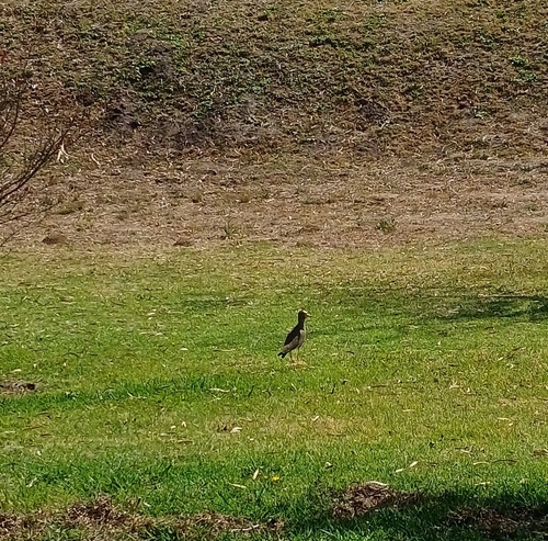 iNaturalist image