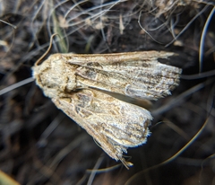 Noctuidae