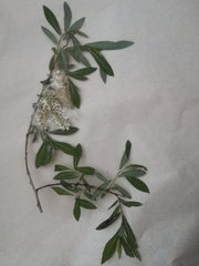 Salix eleagnos