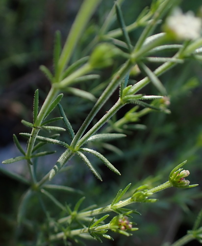 Asperula conferta, photograph 6
