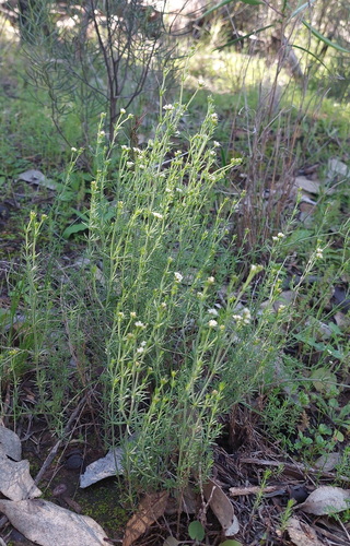 Asperula conferta, photograph 3