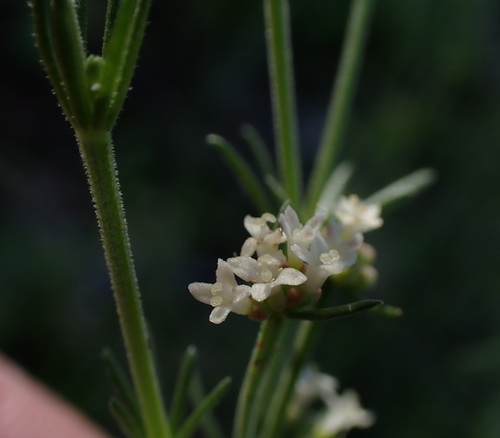 Asperula conferta, photograph 4