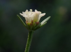 Asperula conferta, photograph (c) Ruth Palsson, some rights reserved (CC BY-SA)