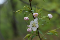 Prunus glandulosa
