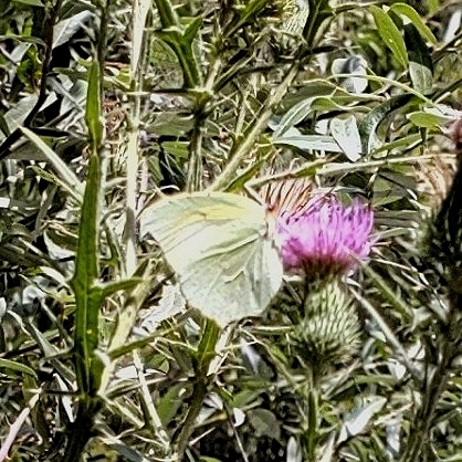 Cleopatra Butterfly
