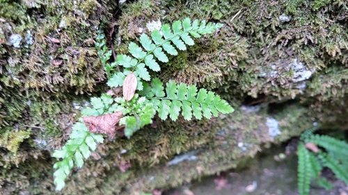 soft shield fern